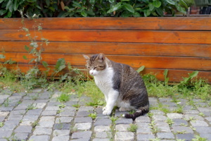 Cat on a street